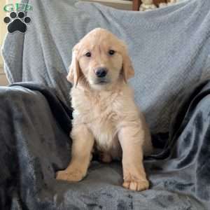 Rachelle, Golden Retriever Puppy